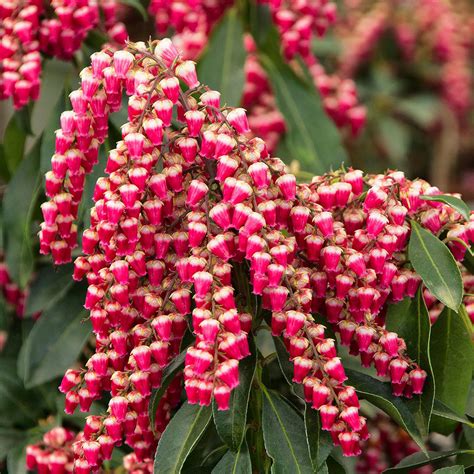 Pieris Japonica Enchanted Forest Cabernet Gay Goblin Ja